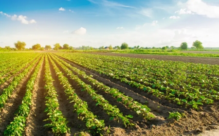 Smart Farming in Pakistan: The Future of Agriculture with Technology