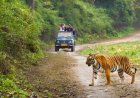Dhikala Safari Booking | Jim Corbett National Park Online Permit