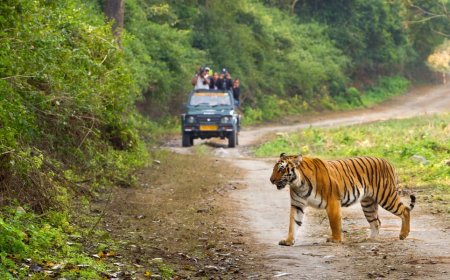 Dhikala Safari Booking | Jim Corbett National Park Online Permit