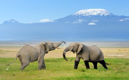 Kaziranga Jeep Safari Booking | Explore Assam’s Wild Side