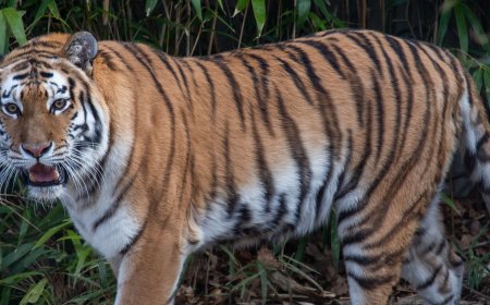 How to Book Pench National Park Safari Online – Complete Guide